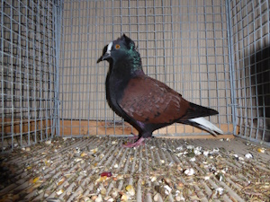 Süddeutscher Weißschwanz